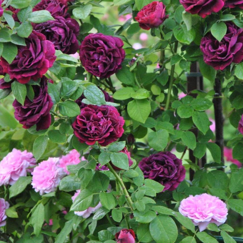 Souvenir du Docteur Jamain ® Climbing Roses garden rose bushes potted or bare root plants