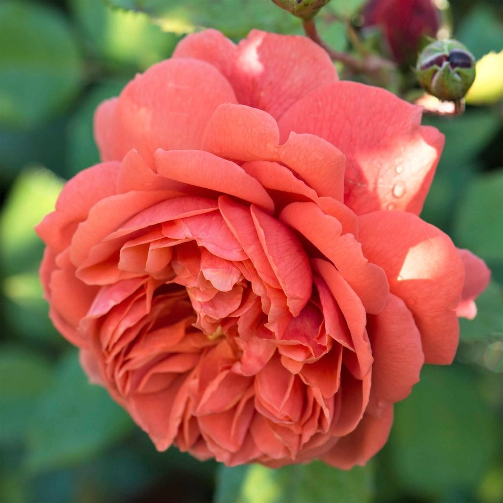 Summer Song ® Floribunda Roses garden rose bushes potted or bare root plants
