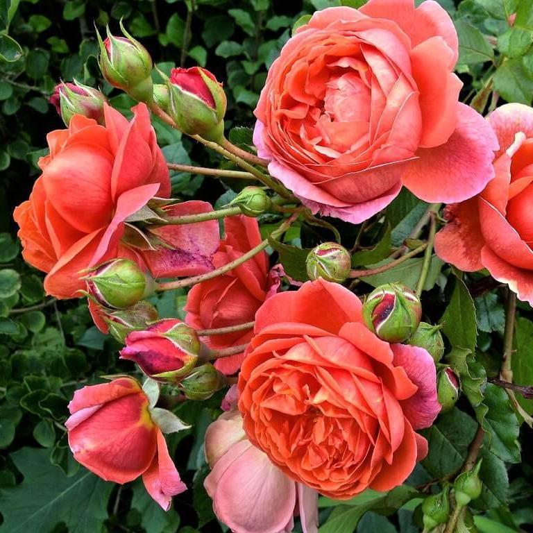 Summer Song ® Floribunda Roses garden rose bushes potted or bare root plants