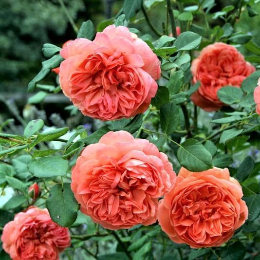 Summer Song ® Floribunda Roses garden rose bushes potted or bare root plants