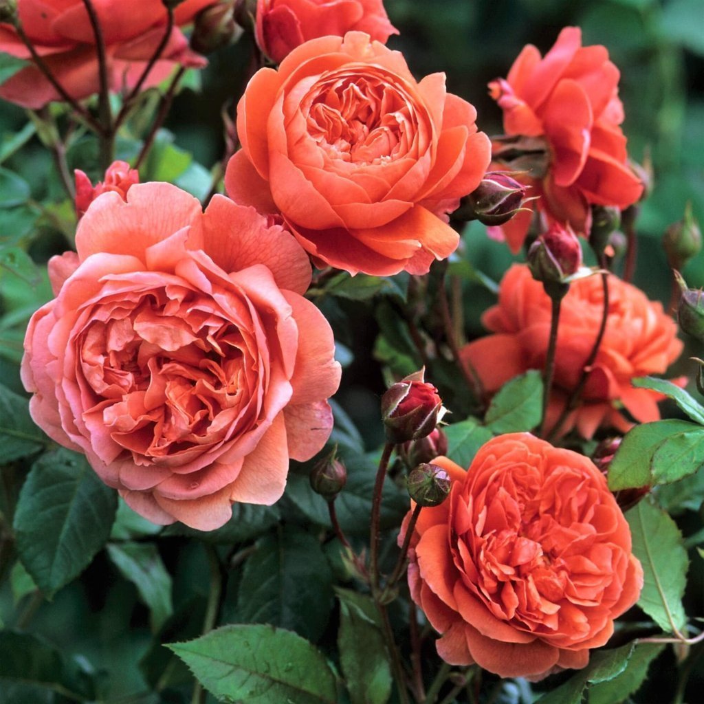 Summer Song ® Floribunda Roses garden rose bushes potted or bare root plants