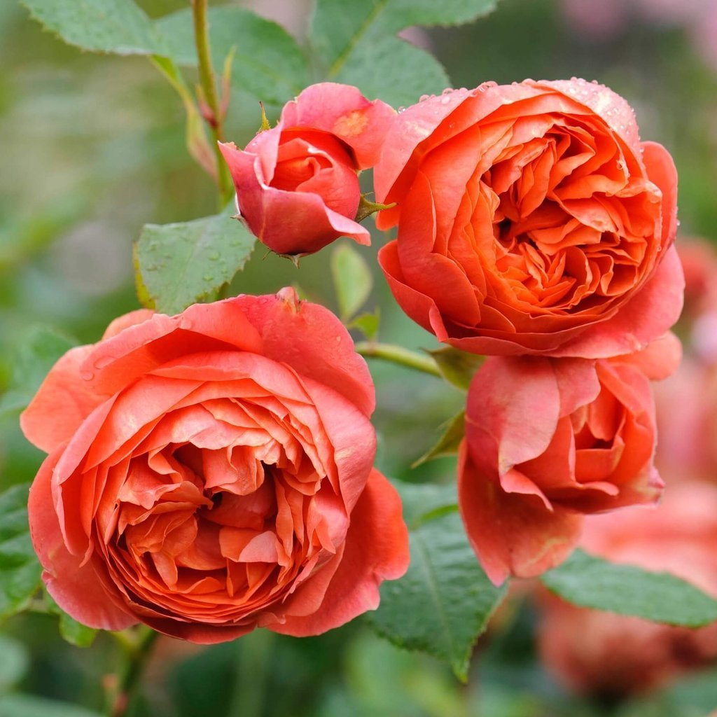 Summer Song ® Floribunda Roses garden rose bushes potted or bare root plants