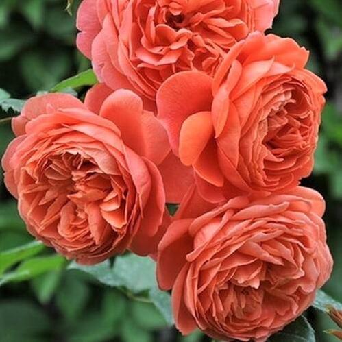 Summer Song ® Floribunda Roses garden rose bushes potted or bare root plants