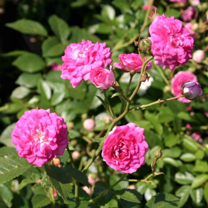 Super Dorothy ® Climbing Roses garden rose bushes potted or bare root plants