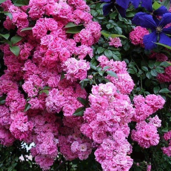 Super Dorothy ® Climbing Roses garden rose bushes potted or bare root plants