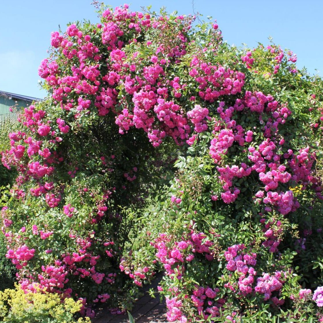 Super Dorothy ® Climbing Roses garden rose bushes potted or bare root plants
