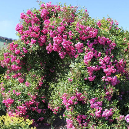 Super Dorothy ® Climbing Roses garden rose bushes potted or bare root plants