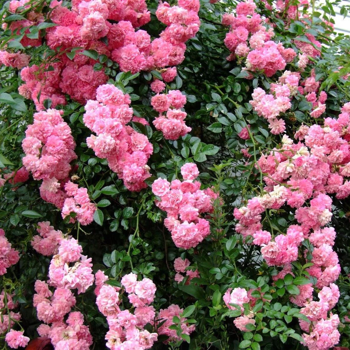 Super Dorothy ® Climbing Roses garden rose bushes potted or bare root plants