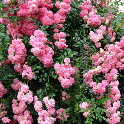 Super Dorothy ® Climbing Roses garden rose bushes potted or bare root plants