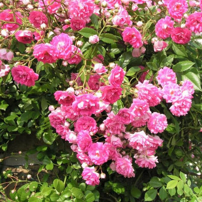 Super Dorothy ® Climbing Roses garden rose bushes potted or bare root plants