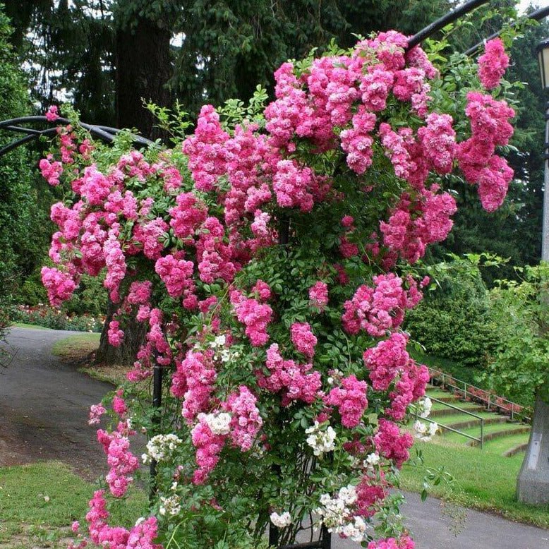 Super Dorothy ® Climbing Roses garden rose bushes potted or bare root plants