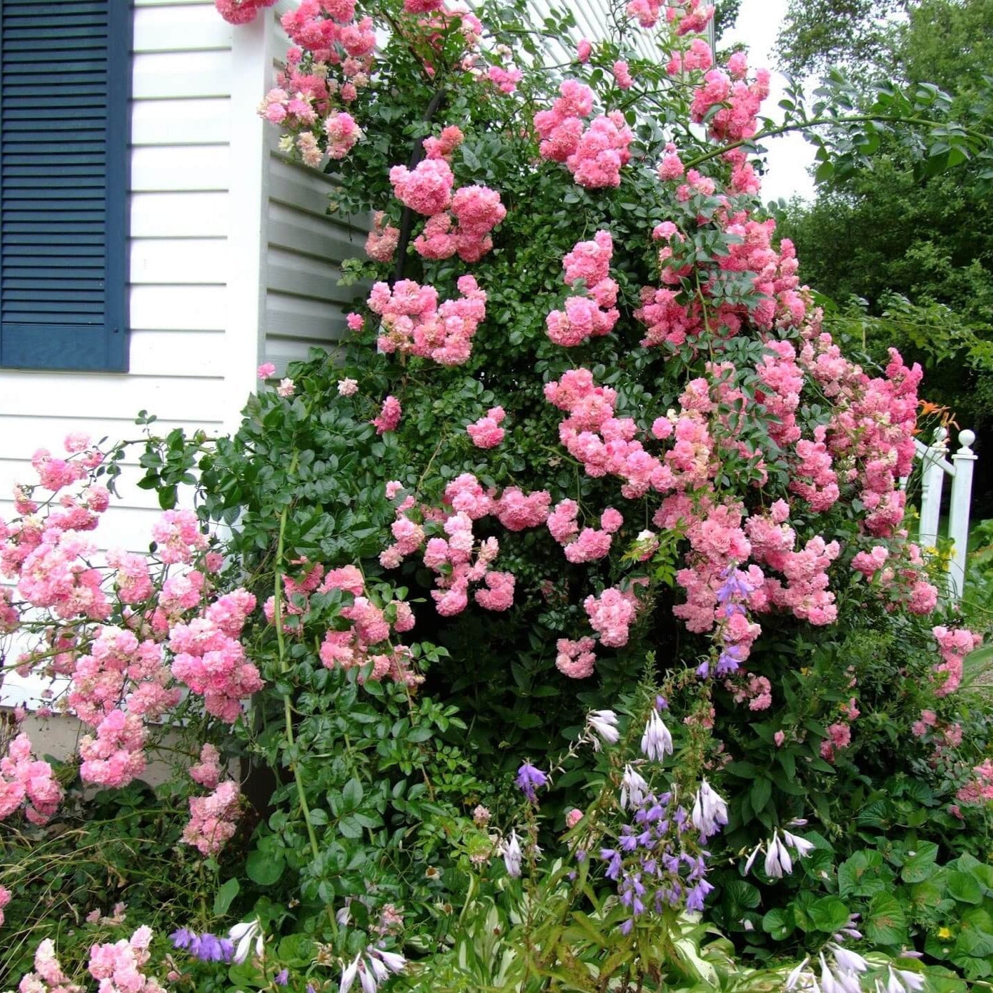 Super Dorothy ® Climbing Roses garden rose bushes potted or bare root plants