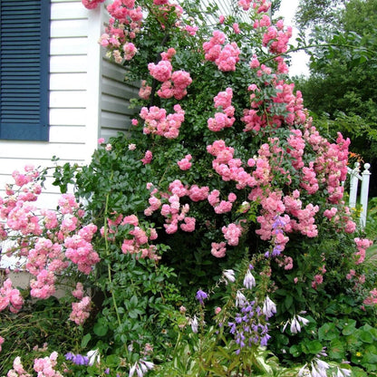 Super Dorothy ® Climbing Roses garden rose bushes potted or bare root plants
