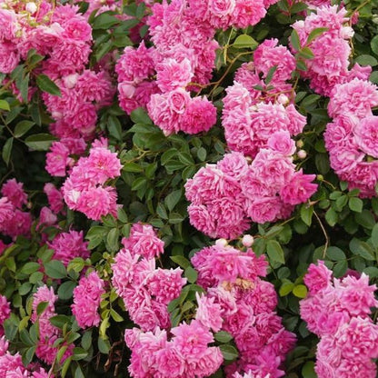 Super Dorothy ® Climbing Roses garden rose bushes potted or bare root plants