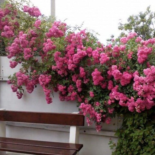 Super Dorothy ® Climbing Roses garden rose bushes potted or bare root plants