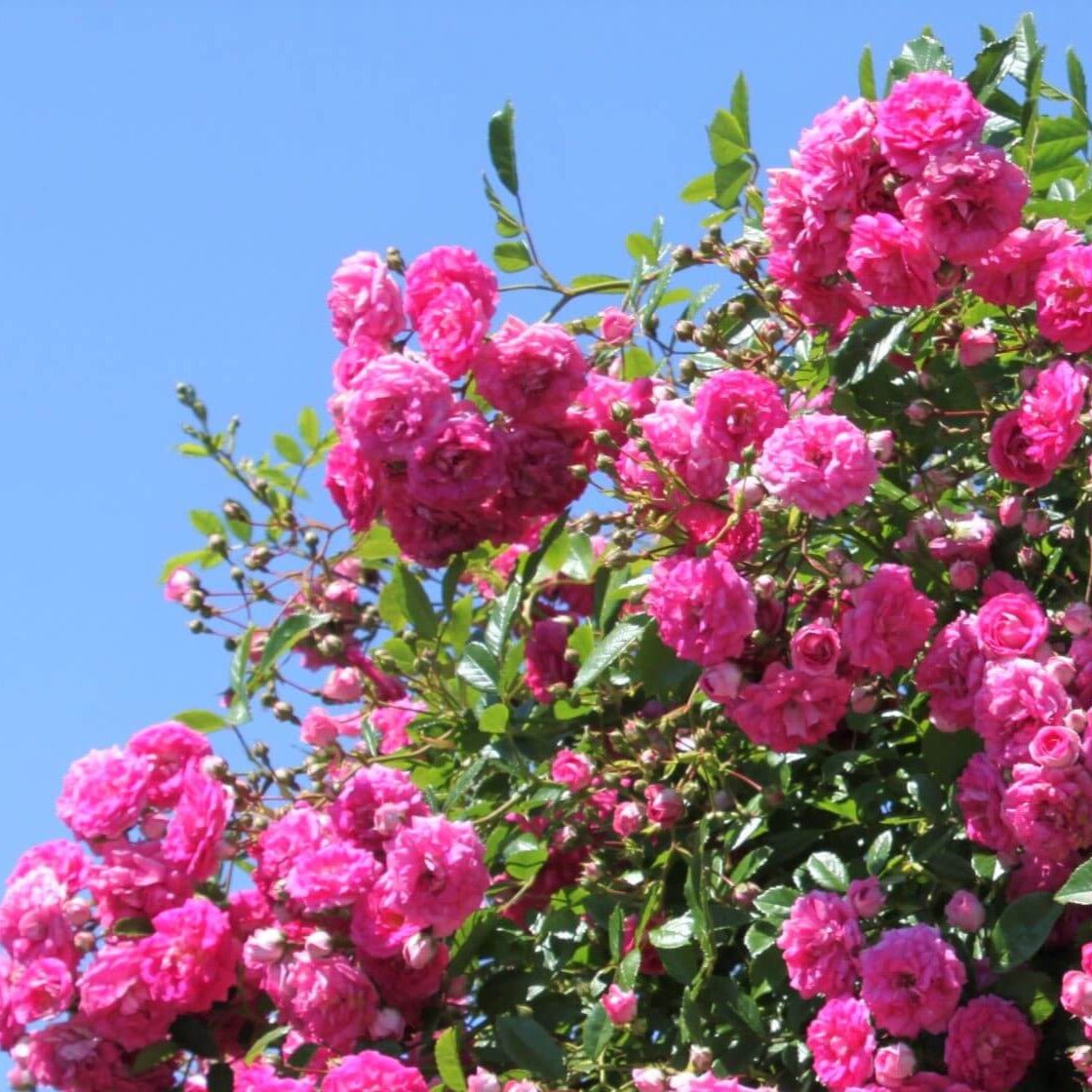 Super Dorothy ® Climbing Roses garden rose bushes potted or bare root plants