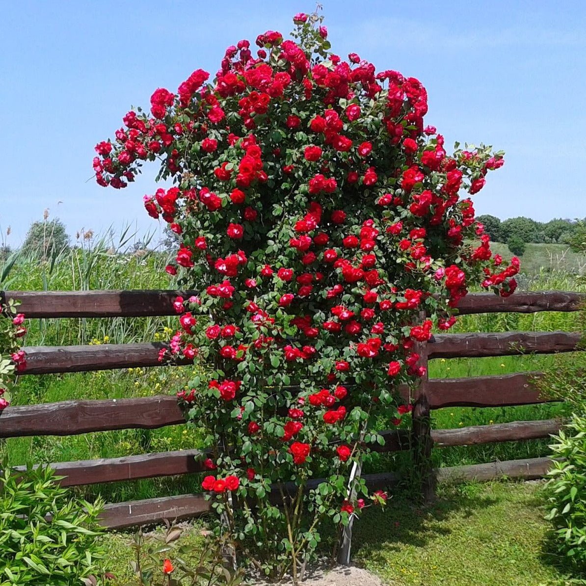 Sympathie ® Climbing Roses garden rose bushes potted or bare root plants
