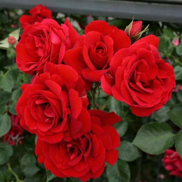 Sympathie ® Climbing Roses garden rose bushes potted or bare root plants