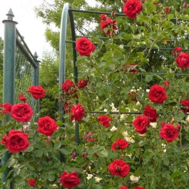 Sympathie ® Climbing Roses garden rose bushes potted or bare root plants