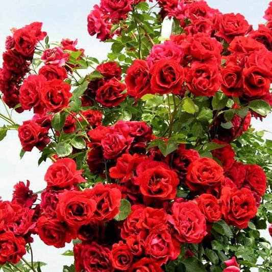 Sympathie ® Climbing Roses garden rose bushes potted or bare root plants