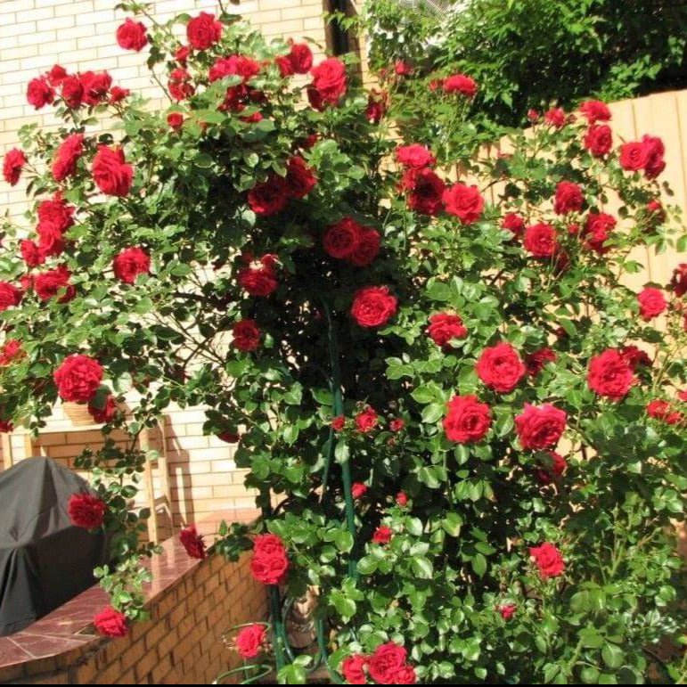 Sympathie ® Climbing Roses garden rose bushes potted or bare root plants