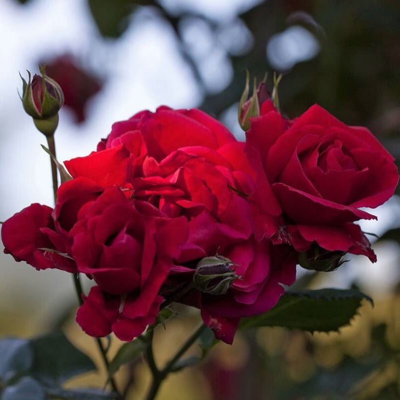Sympathie ® Climbing Roses garden rose bushes potted or bare root plants