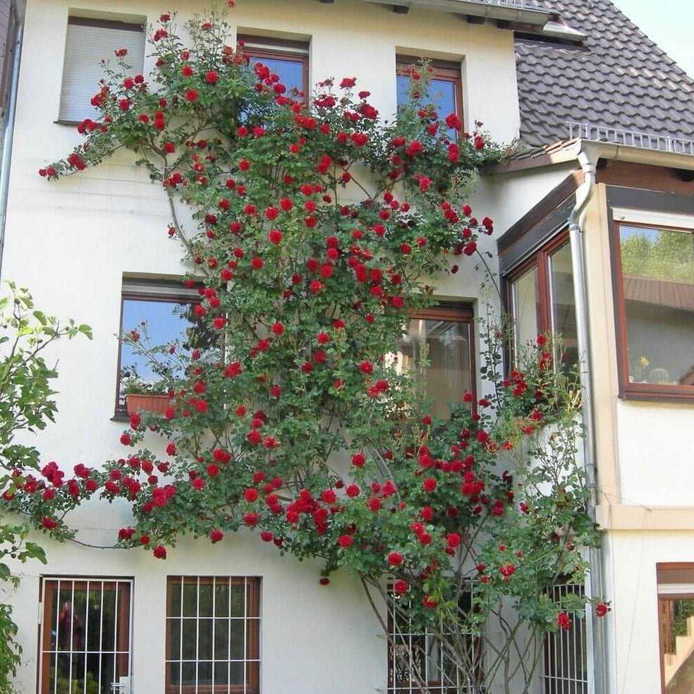 Sympathie ® Climbing Roses garden rose bushes potted or bare root plants
