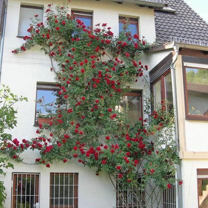 Sympathie ® Climbing Roses garden rose bushes potted or bare root plants