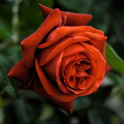 Terracotta ® Hybrid Tea Roses garden rose bushes potted or bare root plants