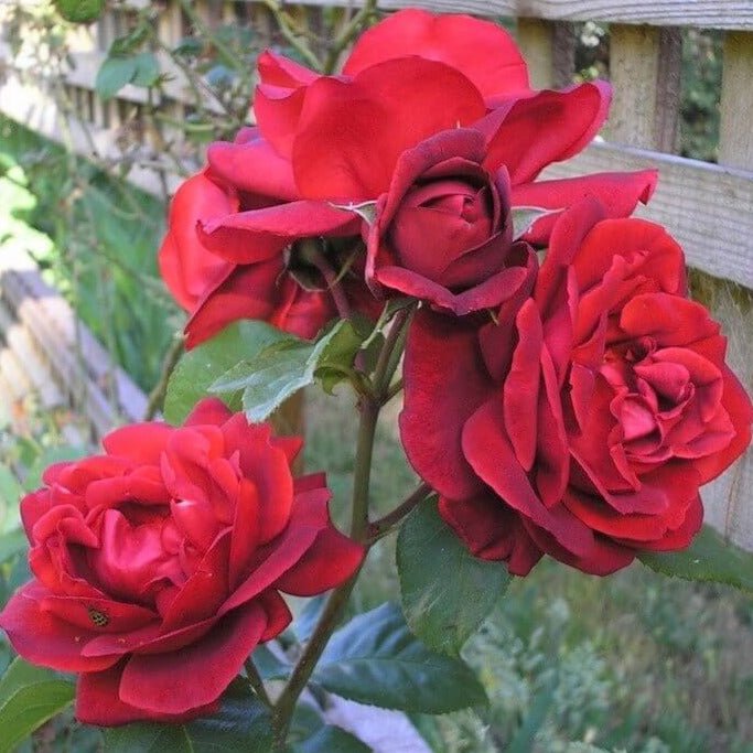 Terracotta ® Hybrid Tea Roses garden rose bushes potted or bare root plants