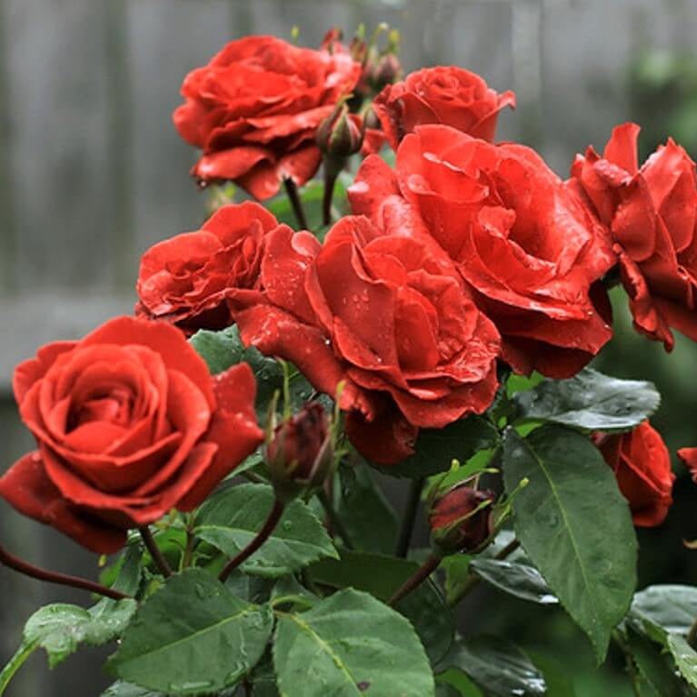 Terracotta ® Hybrid Tea Roses garden rose bushes potted or bare root plants