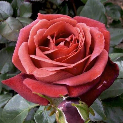 Terracotta ® Hybrid Tea Roses garden rose bushes potted or bare root plants