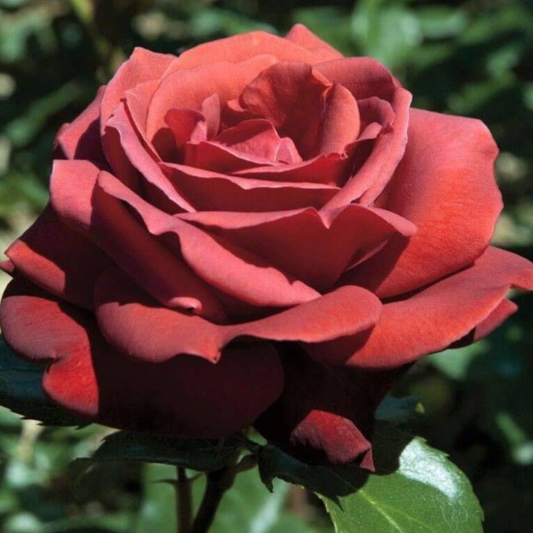 Terracotta ® Hybrid Tea Roses garden rose bushes potted or bare root plants