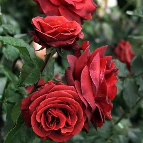 Terracotta ® Hybrid Tea Roses garden rose bushes potted or bare root plants