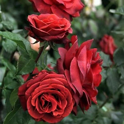 Terracotta ® Hybrid Tea Roses garden rose bushes potted or bare root plants