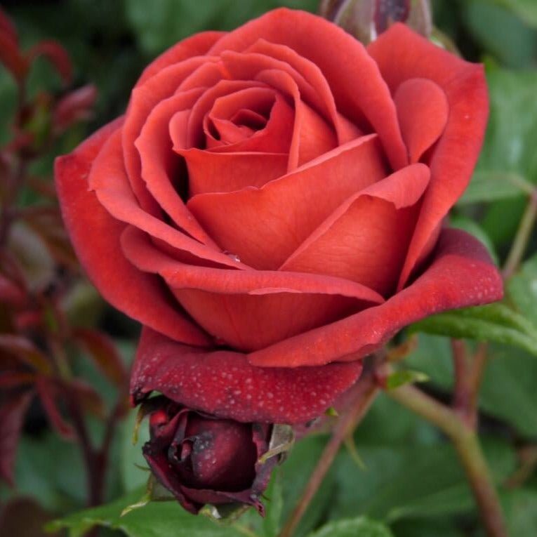 Terracotta ® Hybrid Tea Roses garden rose bushes potted or bare root plants