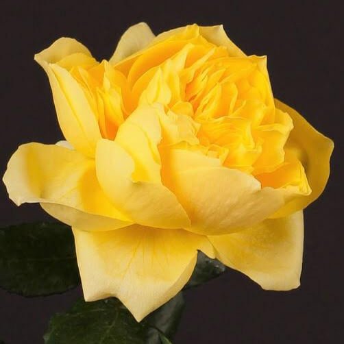 Toulouse Lautrec ® Hybrid Tea Roses garden rose bushes potted or bare root plants