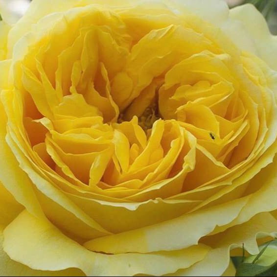 Toulouse Lautrec ® Hybrid Tea Roses garden rose bushes potted or bare root plants