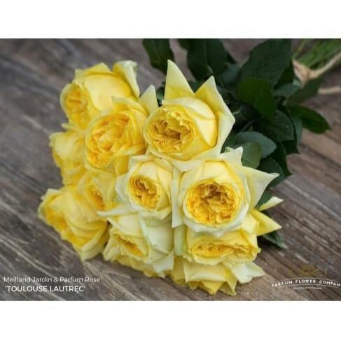 Toulouse Lautrec ® Hybrid Tea Roses garden rose bushes potted or bare root plants