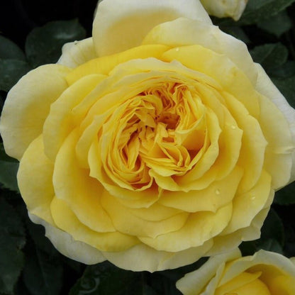 Toulouse Lautrec ® Hybrid Tea Roses garden rose bushes potted or bare root plants