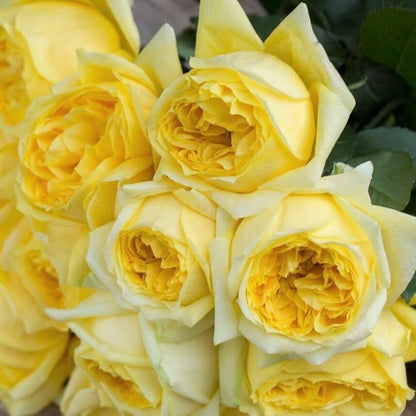Toulouse Lautrec ® Hybrid Tea Roses garden rose bushes potted or bare root plants