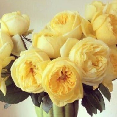 Toulouse Lautrec ® Hybrid Tea Roses garden rose bushes potted or bare root plants