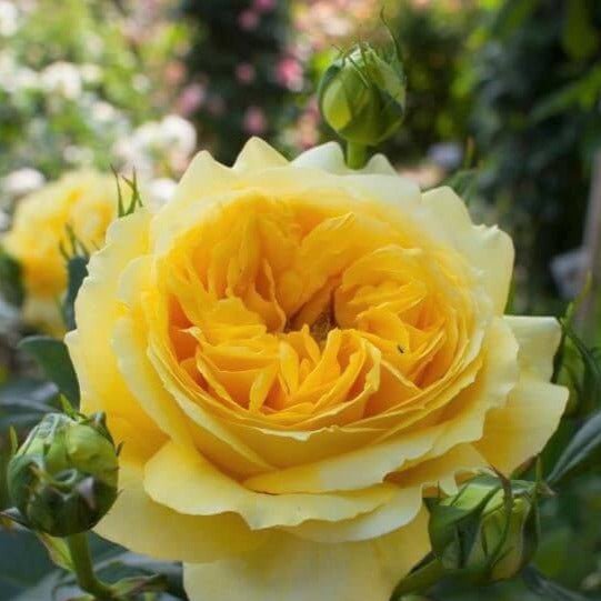 Toulouse Lautrec ® Hybrid Tea Roses garden rose bushes potted or bare root plants