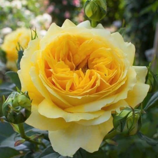 Toulouse Lautrec ® Hybrid Tea Roses garden rose bushes potted or bare root plants