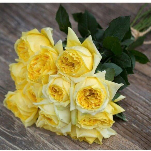 Toulouse Lautrec ® Hybrid Tea Roses garden rose bushes potted or bare root plants