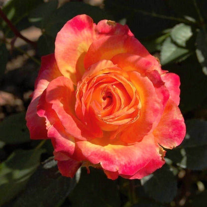 Wagner's Favorit ®' Hybrid Tea Roses garden rose bushes potted or bare root plants