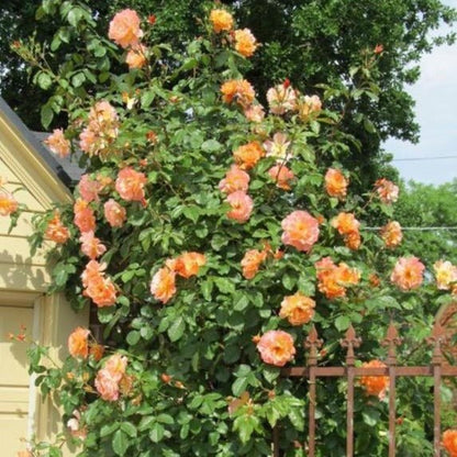 Westerland ® Climbing Roses garden rose bushes potted or bare root plants