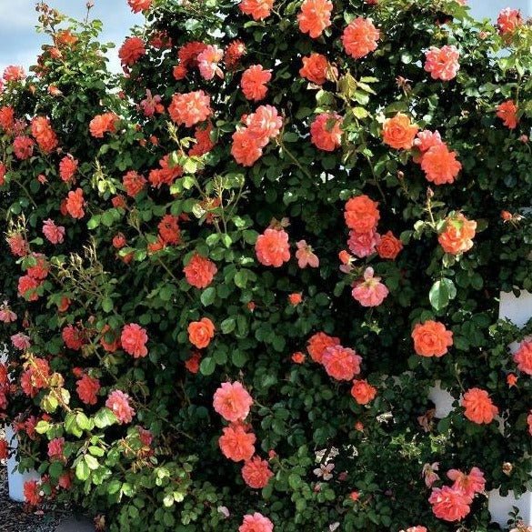 Westerland ® Climbing Roses garden rose bushes potted or bare root plants
