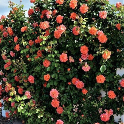 Westerland ® Climbing Roses garden rose bushes potted or bare root plants