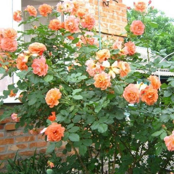 Westerland ® Climbing Roses garden rose bushes potted or bare root plants